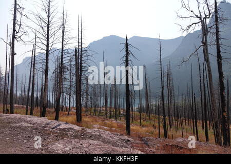 Continental Divide Trail a St Marys falls, 2017. dopo il 2015 gli incendi nel parco nazionale di Glacier Foto Stock