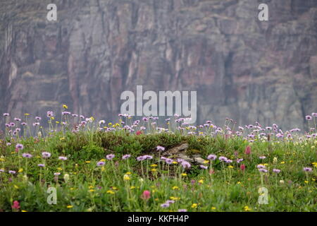 Fiori selvatici alpini in Logan pass al di sotto di clements mountain, il Glacier National Park Foto Stock