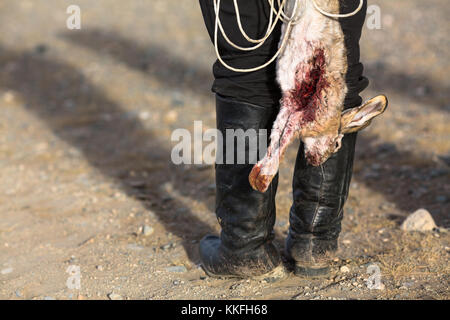 Hunter tenendo un trofeo di caccia morti sanguinosa coniglio. Foto Stock