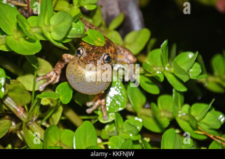 Maschio di chiamata Peron la raganella (Litoria peronii), St Ives, Sydney, Nuovo Galles del Sud, Australia Foto Stock