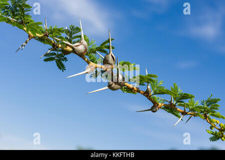 Dettaglio di Acacia seyal ramo di albero con spine, marrone galli e foglie, nell ovest del Kenya, Africa orientale Foto Stock