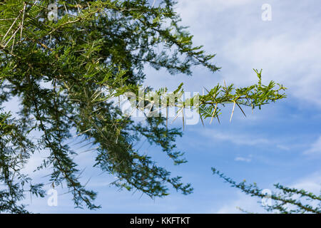 Dettaglio di Acacia seyal ramo di albero con spine e foglie, nell ovest del Kenya, Africa orientale Foto Stock