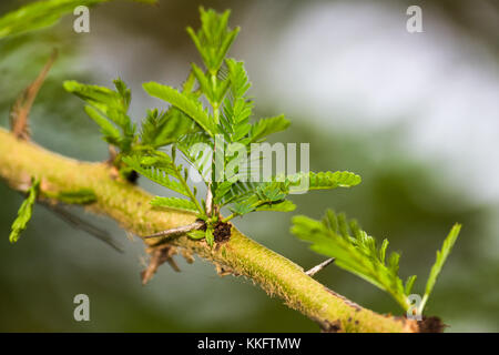 Dettaglio di Acacia seyal ramo di albero con spine e foglie, nell ovest del Kenya, Africa orientale Foto Stock