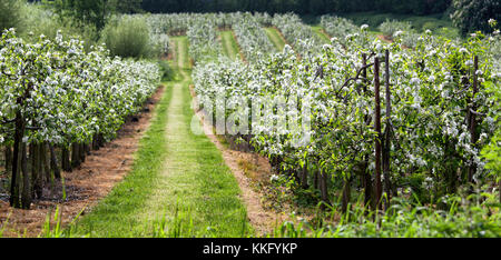 Apple Blossom in primavera a Kentish orchard, Harbledown, Canterbury, Kent, Regno Unito. Foto Stock