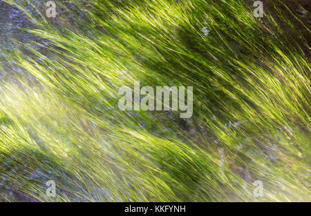 Pond erbaccia in un flusso veloce - utile per astratto o sfondo verde, Foto Stock