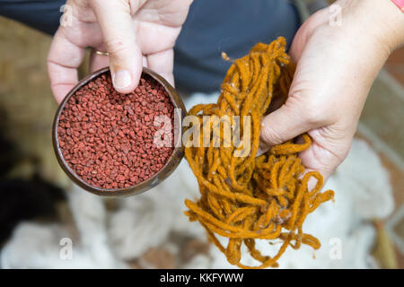 Ecuador cultura - le pecore di lana tinta con annatto, un colorante naturale dai semi dell'albero achiote ( Bixa orellana ), Otavalo, Ecuador America del Sud Foto Stock