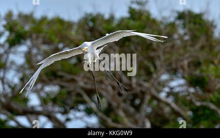 Airone bianco maggiore in volo. Ardea alba, noto anche come il comune garzetta, grandi garzetta o grande airone bianco o grande airone bianco. Foto Stock