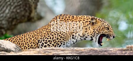 Leopard ruggito. Leopard su una pietra. il leopardo dello Sri Lanka (panthera pardus kotiya) femmina. Yala National Park. sri lanka Foto Stock