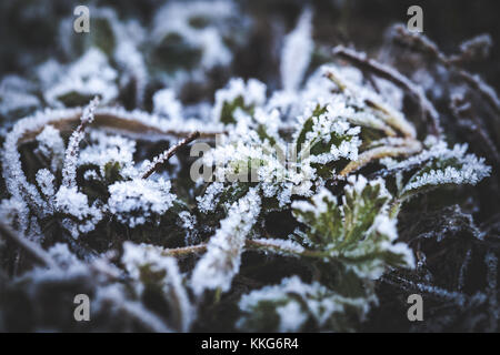 Coperta sui bordi dei cristalli bianchi di rime verde germogli di grano di inverno di quest'anno. close-up foto Foto Stock