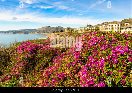 Pismo Beach, Shell Beach, sull'oceano da cannocchiale Inn hotel sulla autostrada 1, California, Stati Uniti d'America. Rosa, fiori di magenta in primo piano. Foto Stock