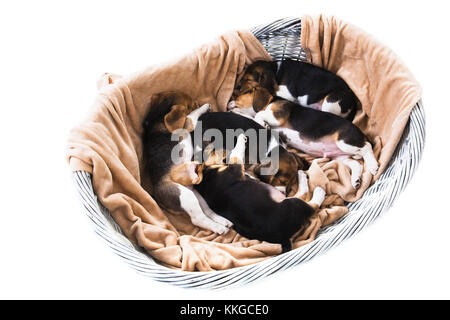 Cinque cuccioli di beagle dormire in grigio cesto in vimini su sfondo bianco. cestello è coperto con il beige plaid. nessun popolo. vista da sopra Foto Stock