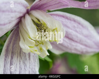 Extreme fino in prossimità del centro di un fiore di Clematis alpina Jacqueline de Pre Foto Stock