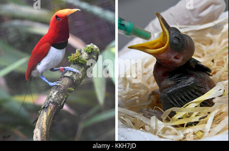 Walsrode, Germania. 28 novembre 2017. COMBO - Un bambino maschio, re, uccello del paradiso (Cicinnurus regius), siede su una diramazione al World Bird Park ("Weltvogelpark") a Walsrode, Germania, 28 novembre 2017 (a sinistra). Un bambino di otto giorni, re uccello del paradiso (Cicinnurus regius), viene nutrito presso la stazione di allevamento del World Bird Park. L'uccello ora pesa 12 gramme, dopo essere nato con solo 5,3 gramme. Crediti: Holger Hollemann/dpa/Alamy Live News Foto Stock