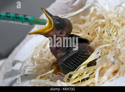 Walsrode, Germania. 28 novembre 2017. Un bambino di otto giorni, re uccello del paradiso (Cicinnurus regius), viene nutrito presso la stazione di allevamento del World Bird Park ("Weltvogelpark") a Walsrode, Germania, il 28 novembre 2017. L'uccello ora pesa 12 gramme, dopo essere nato con solo 5,3 gramme. Crediti: Holger Hollemann/dpa/Alamy Live News Foto Stock