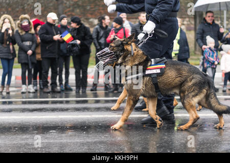 Sibiu, Romania - 1 dicembre 2017: Guardia d'onore di truppe e di prendere parte alla parata del giorno nazionale a Sibiu in Romania, Transilvania regione credito: ungureanu vadim/alamy live news Foto Stock