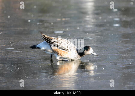 Burscough, Lancashire, Regno Unito. Il 1 dicembre del 2017. Regno Unito Meteo. Puna Teal   Wild e captive dedicarmi anatre lotta per alimenti in un laghetto congelato dopo una notte fredda temperature nelle zone rurali del Lancashire. Dopo un avvio gelide temperature sono attesi al warm up con periodi soleggiati più tardi nella giornata. Puna Teal è marrone e grigio bloccate con un cappuccio scuro, guance bianche e un blu brillante bill. Entrambi i sessi condividono simili caratteristiche di piumaggio. Credito: MediaWordlImages/AlamyLiveNews Foto Stock