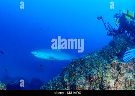Galeocerdo cuvier, Tiger Shark e subacqueo con telecamera subacquea, Cocos Island, Costa Rica, Oceano Pacifico Foto Stock