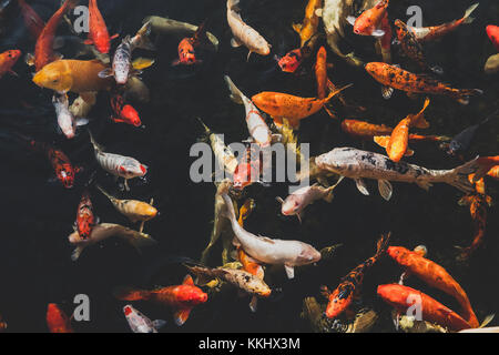 Molti pesci koi, giapponese carpe koi pesci Foto Stock