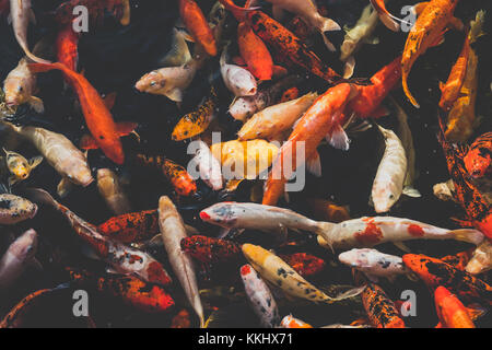 Molti pesci koi, giapponese carpe koi pesci Foto Stock