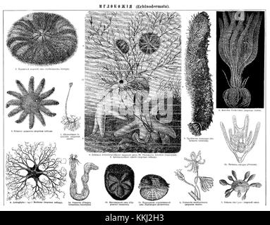 Questa voce del dizionario enciclopedico Brockhaus and Efron fornisce informazioni dettagliate su un argomento specifico. Riflette l'approccio accademico alla documentazione della conoscenza durante la fine del XIX e l'inizio del XX secolo, mostrando contributi intellettuali in vari campi di studio. Foto Stock