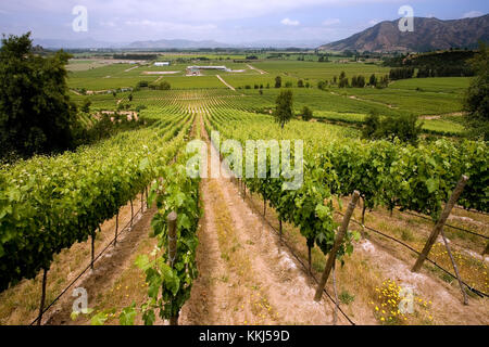 Vigneti che producono il vino Cileno vicino a Santa Cruz nella Valle di Colchagua in Cile centrale, Sud America Foto Stock