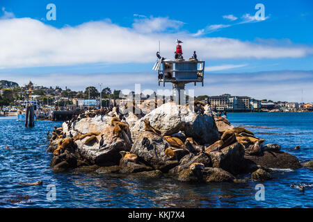 I leoni di mare e le guarnizioni sul molo a Monterey in California Foto Stock