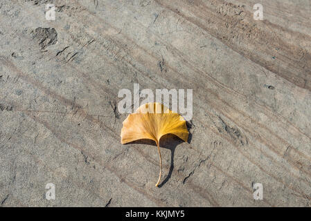 Orange foglia di gingko su striati sfondo ardesia Foto Stock