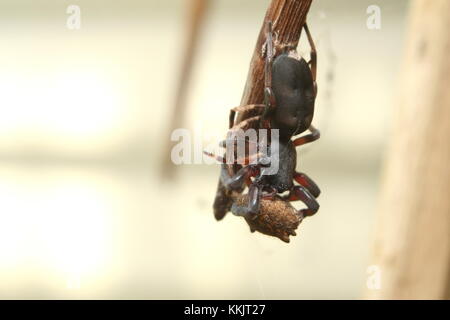 White-tailed Spider 'Lampona cylindrata' Foto Stock