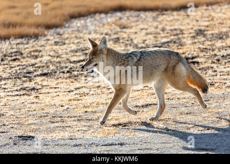 Un coyote corre dal riverside geyser nella Upper Geyser Basin presso il parco nazionale di Yellowstone ottobre 28, 2017 in Wyoming. (Foto di Jacob w. frank via planetpix) Foto Stock