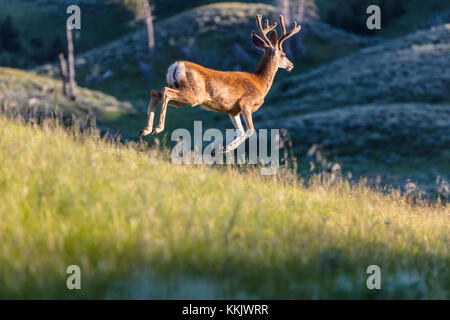 Un white-tailed deer corre attraverso il prato presso il parco nazionale di Yellowstone luglio 12, 2017 in Wyoming. (Foto di Jacob w. frank via planetpix) Foto Stock