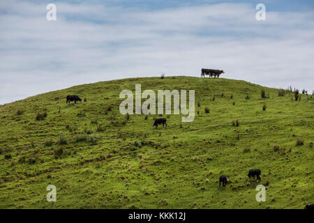 Isola di Waiheke Auckland Nuova Zelanda Foto Stock