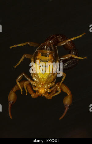 Un fat tailed scorpion, Hottentotta sp. Vista ventrale. Goa, India. Questi scorpioni recare un grasso di coda e il pungiglione è estremamente doloroso. Foto Stock