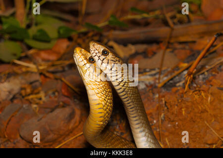 Due di ratto maschio serpenti, mucosa Ptyas in un combattimento. Latte Aarey colonia, Mumbai, Maharashtra, India Foto Stock
