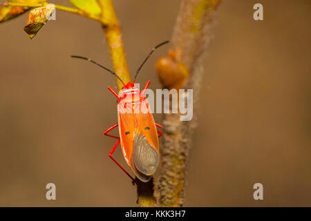 Adulto di seta rossa bug di cotone, Dysdercus koenigii. Mumbai, Maharashtra, India Foto Stock