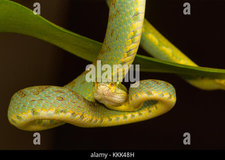 Il bambù rattlesnakes Trimeresurus gramineus. Visakhapatnam, Andhra Pradesh, India Foto Stock