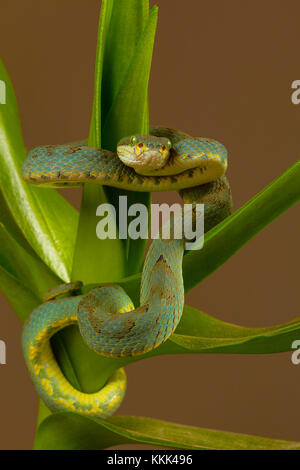 Il bambù rattlesnakes Trimeresurus gramineus. Visakhapatnam, Andhra Pradesh, India Foto Stock