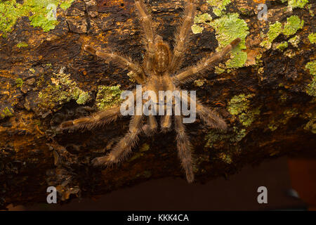 Tarantola arborea, Poecilotheria tigrinawesseli, Ghati orientali, India Foto Stock