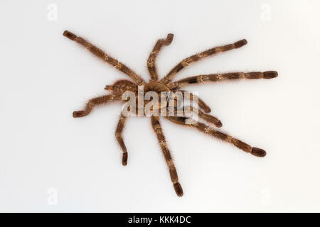 Tarantola arborea, Poecilotheria tigrinawesseli. Ghati orientali, India Foto Stock