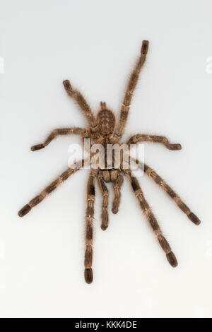 Tarantola arborea, Poecilotheria tigrinawesseli. Ghati orientali, India Foto Stock