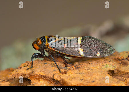 Specie di cicada colorata. Kanger Ghati National Park, Bastar District Chhattisgarh Foto Stock