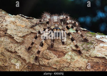 Tarantola arborea, Poecilotheria tigrinawesseli. Ghati orientali, India Foto Stock