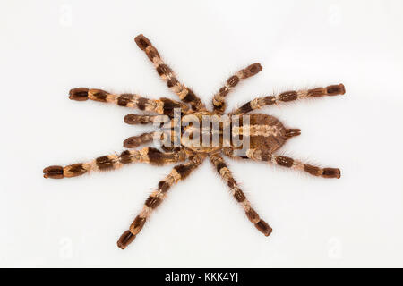 Tarantola arborea, Poecilotheria tigrinawesseli provenienti dai Ghati orientali, India Foto Stock