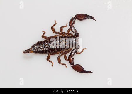 Scorpione nano del genere Liocheles. Questi vivono in fessure nelle rocce nelle aree boschive Foto Stock