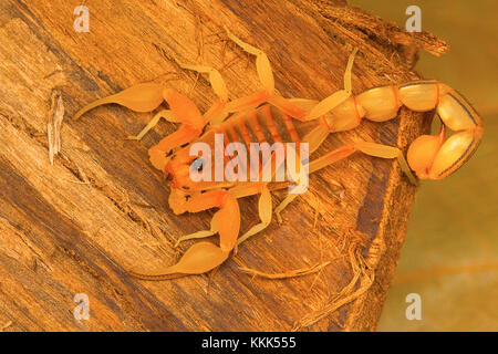 Fat tailed scorpion Hottentotta sp. Da Kanyakumari, Tamil Nadu, India Foto Stock