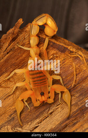 Fat tailed scorpion Hottentotta sp. Da Kanyakumari, Tamil Nadu, India Foto Stock