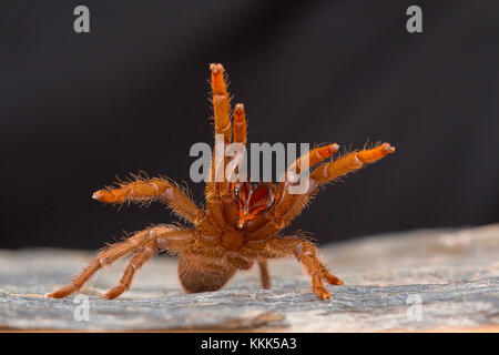 Una tarantola del genere Heterophroctus cresciuta nell'aggressione mostrando le sue zanne. Distretto di Satara, Maharashtra, India Foto Stock