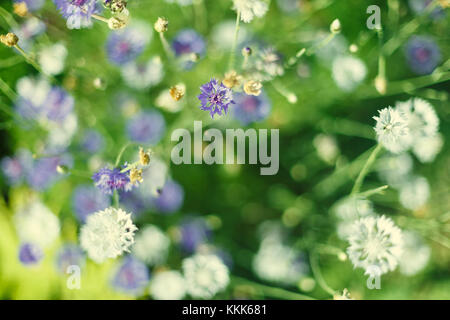 Fiore di cicoria in giardino Foto Stock