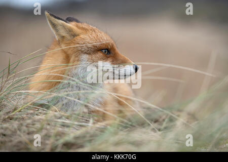 Red Fox / rotfuchs ( vulpes vulpes ) adulto , giacente, poggiato su di giorno in erba alta, orologi da parte attentamente, vicino, la fauna selvatica, l'Europa. Foto Stock