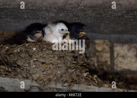 Barn Swallow / Rondini ( Hirundo rustica ), pulcini nel nido, quasi maturi, uno con piumaggio bianco, rare difetto di pigmento, leucistic, leucism, l'Europa. Foto Stock