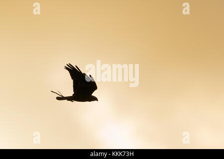 Western Marsh Harrier / rohrweihe ( Circus aeruginosus ) in volo, battenti carring materiale di nidificazione nel suo becco, stagliano contro il cielo di sera. Foto Stock